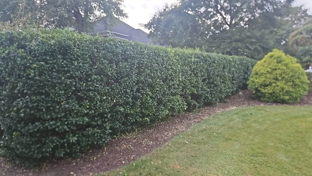 Expert lawn care service in Wilmington, NC by Beautiful Flower