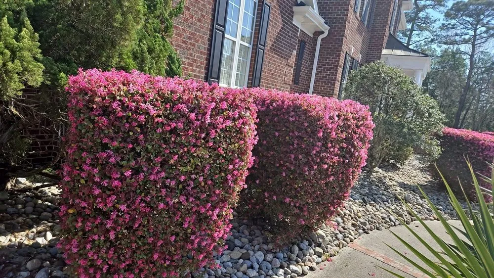 Local landscaping services experts serving Wilmington, NC - Beautiful Flower