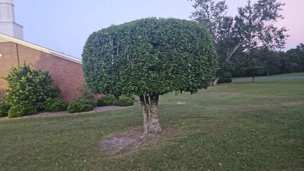 Expert landscaping services for year-round maintenance across Wilmington, NC - Beautiful Flower