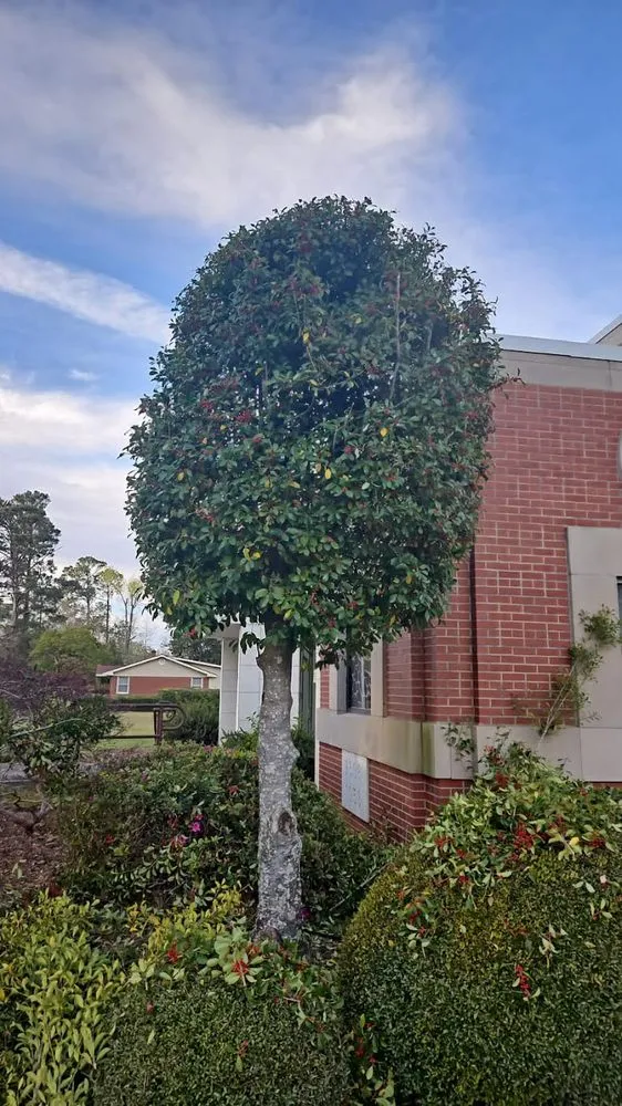 Reliable lawn care service experts serving Wilmington, NC - Beautiful Flower