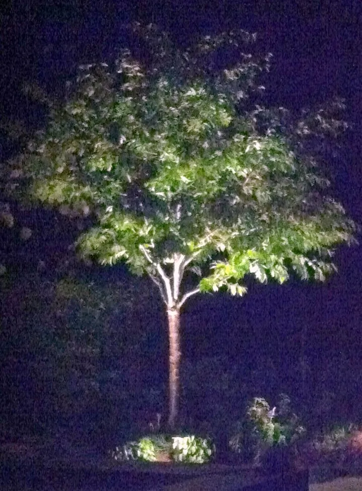 Trusted landscape design with custom design across San Francisco, CA - Beautiful Garden Lighting