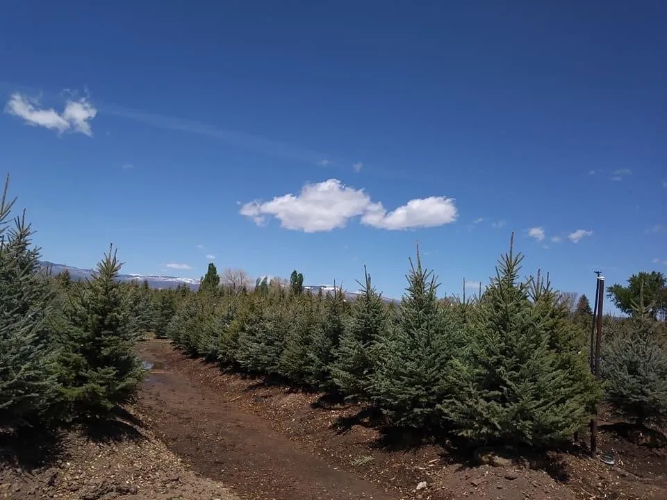 Local garden landscaping in Dillon, CO by Beautiful Gardens