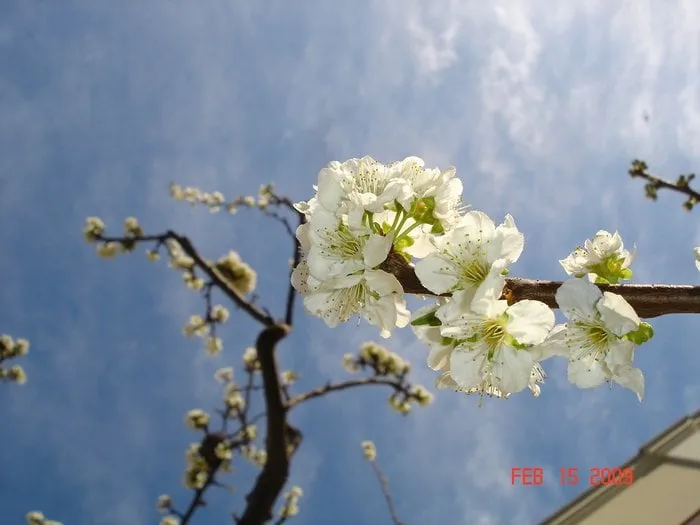 Top-rated lawn mowing service experts serving Round Rock, TX - Beautiful Landscapes & Irrigation