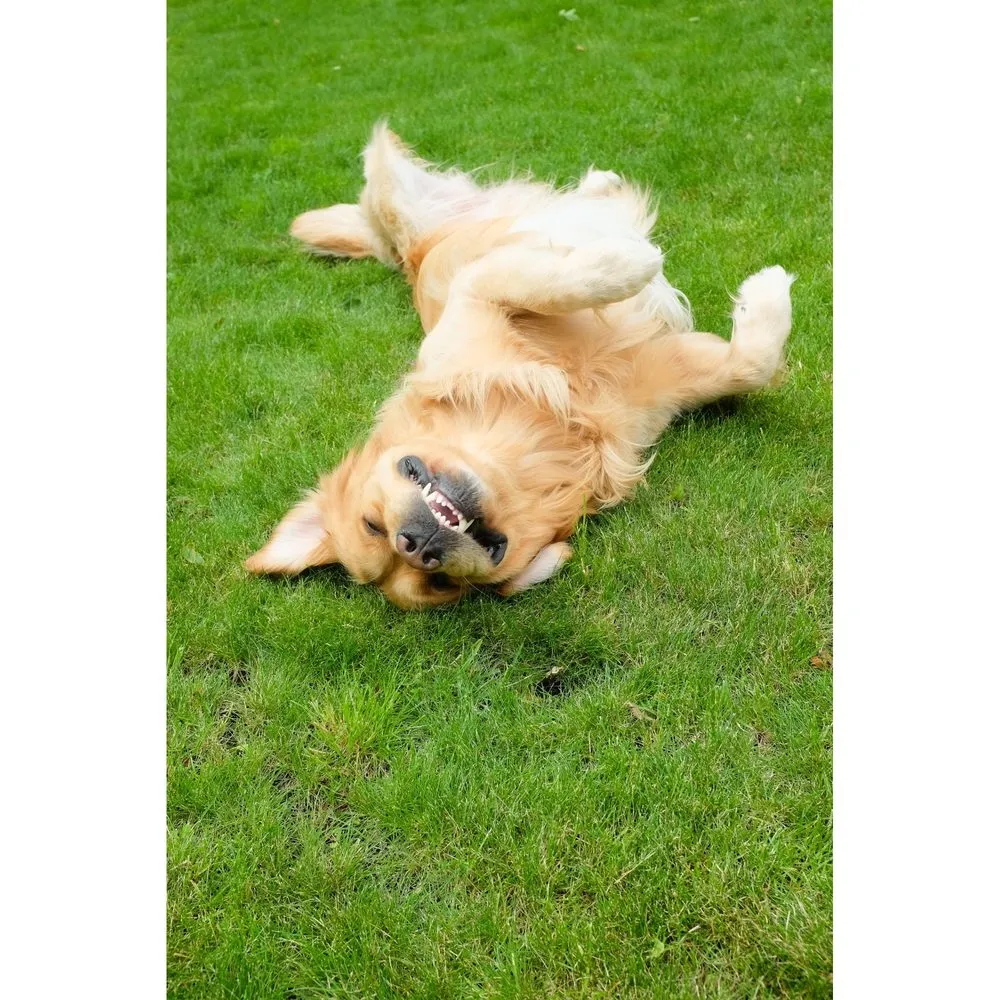 Custom landscape design in Aurora, IL by Beautiful Lawn And Tree Care