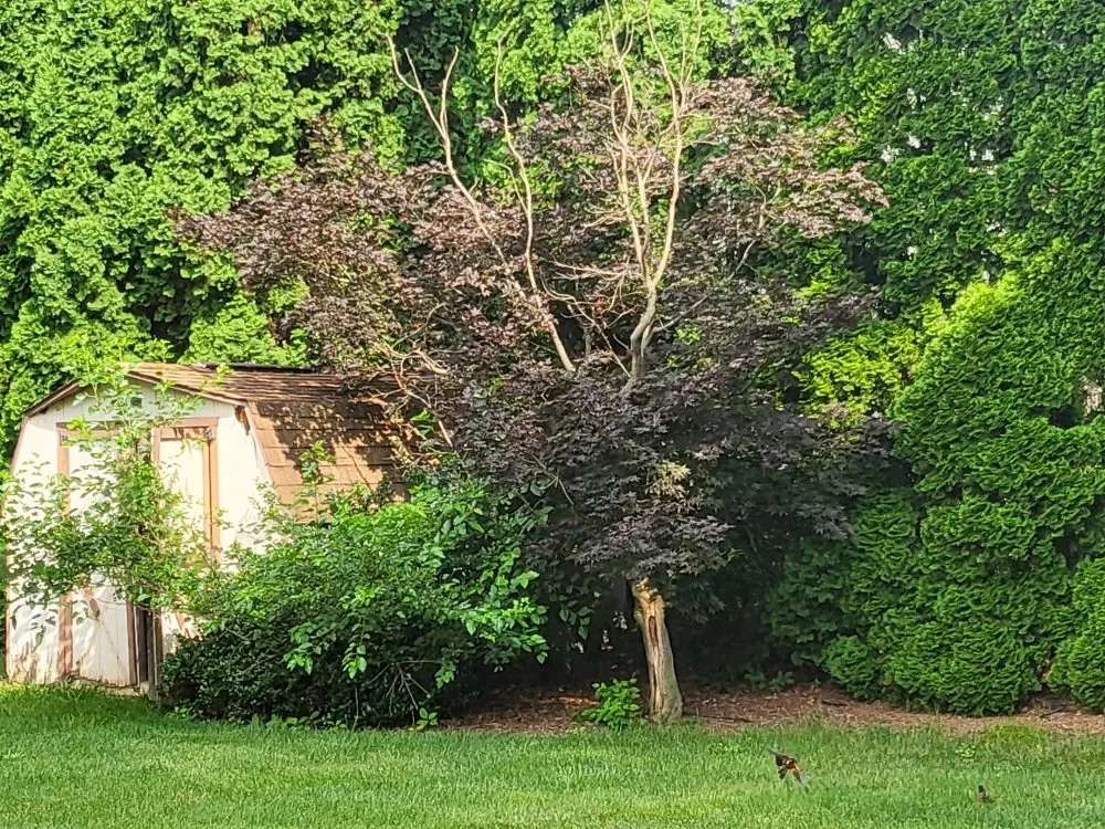 Reliable lawn mowing service for year-round maintenance across Mountville, PA - Beautiful Lawn Care