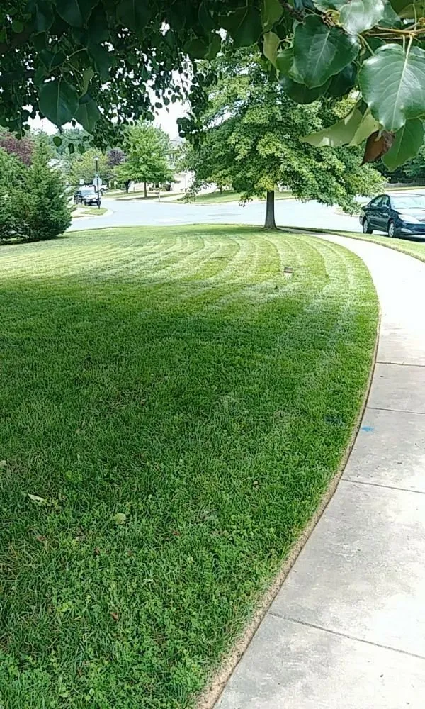 Top-rated yard cleanup service in Abingdon, MD - Beautiful Lawns by Ola