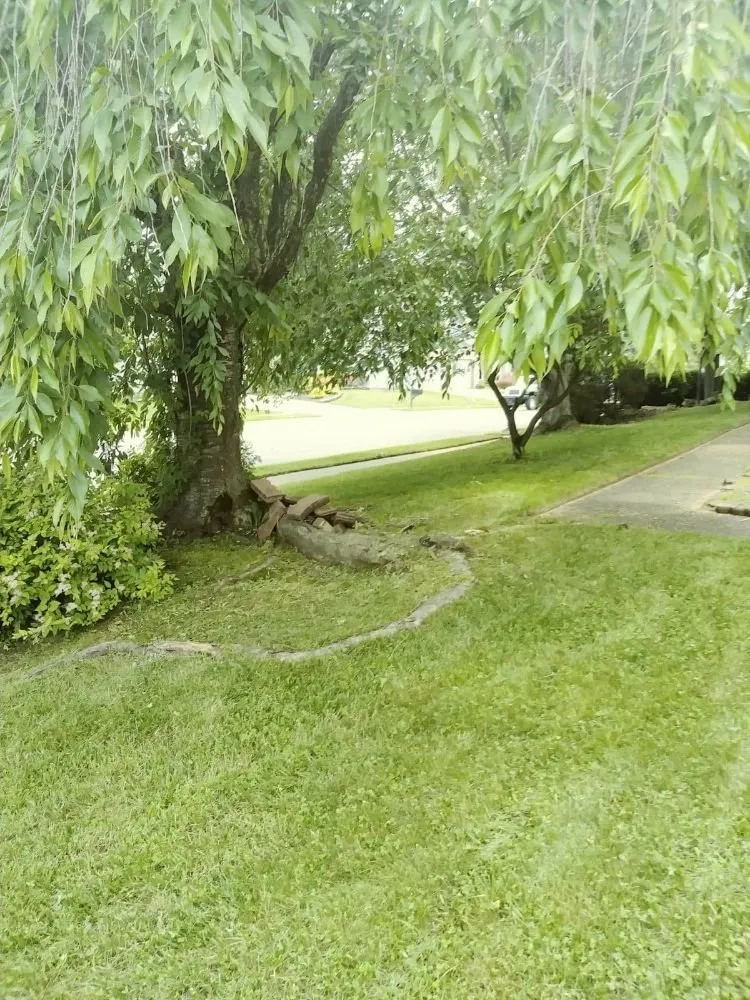 Expert yard cleanup service in Abingdon, MD - Beautiful Lawns by Ola