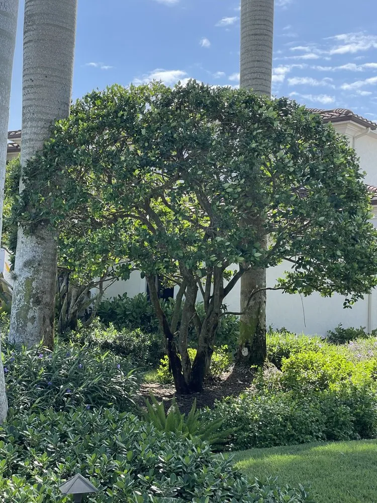 Professional landscape installation in Naples, FL - Beautiful Sunrise Lawn Care