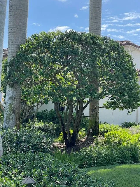 Custom residential landscaping for homes across Naples, FL - Beautiful Sunrise Lawn Care