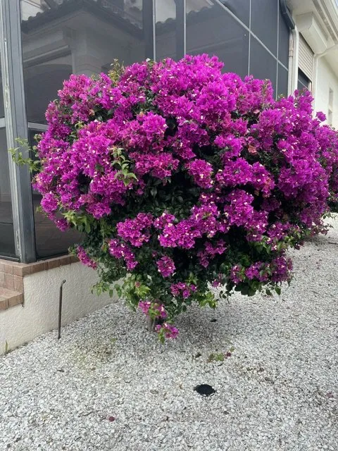 Expert landscaping services in Naples, FL by Beautiful Sunrise Lawn Care