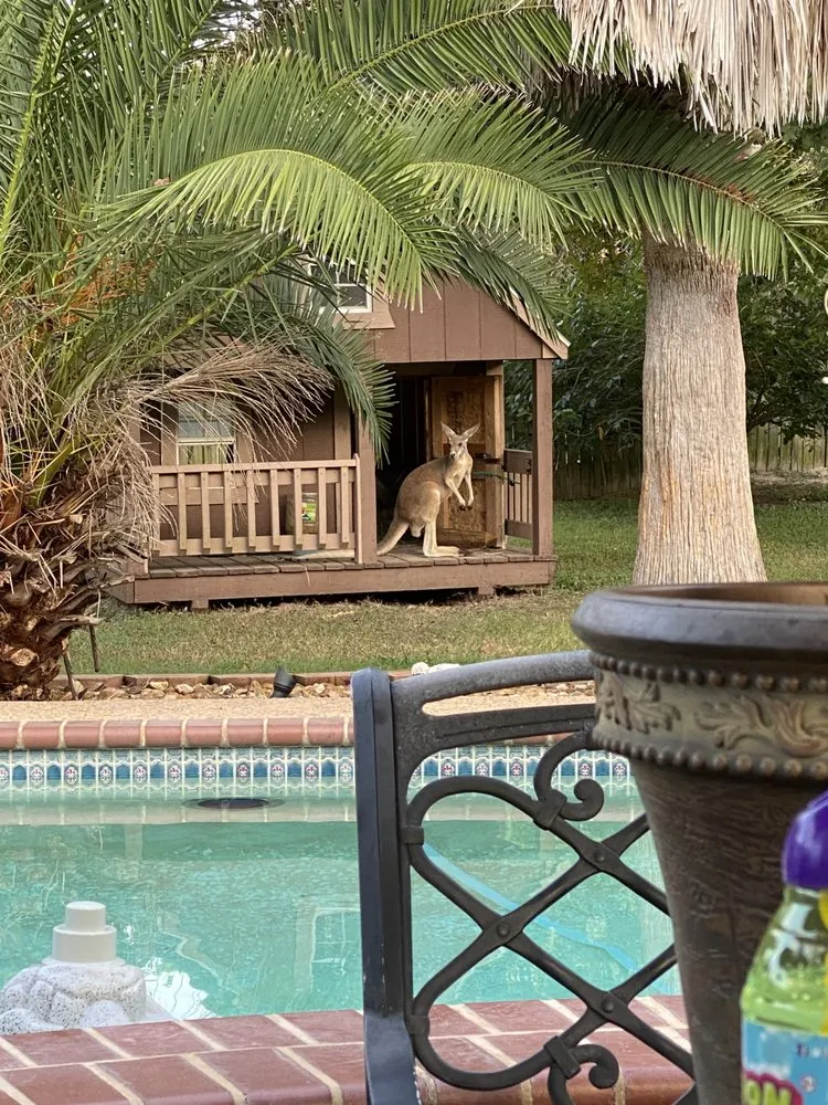 Custom lawn care service experts serving San Antonio, TX - Beauty and the Weed Landscaping