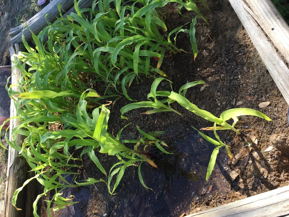 Professional landscape design in San Antonio, TX by Beauty and the Weed Landscaping