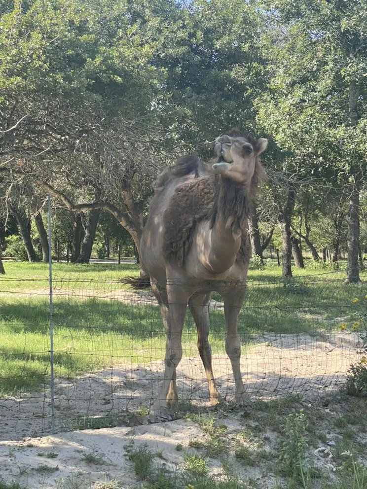 Affordable garden landscaping for homes in San Antonio, TX by Beauty and the Weed Landscaping