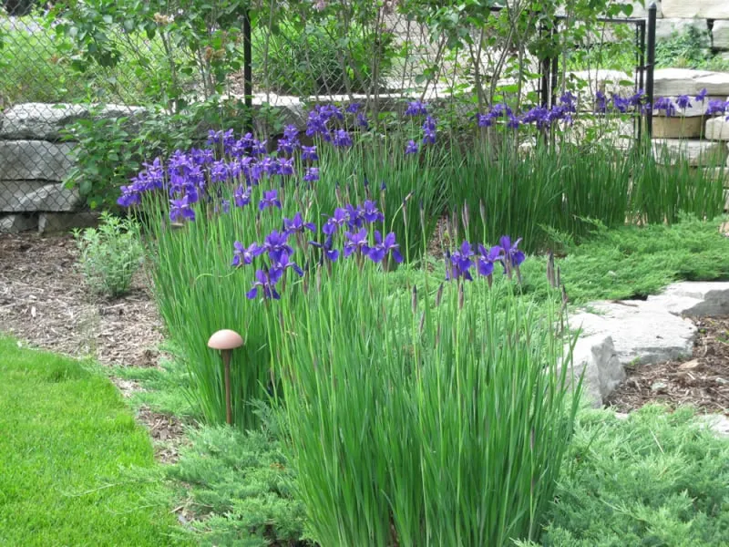 Reliable lawn care service for residential properties in Neenah, WI by Beauty By The Yard