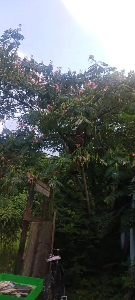 Top-rated yard maintenance experts serving Ringgold, GA - Beauty N Beast Tree Removal and Landscaping