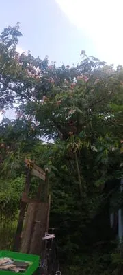 Beauty N Beast Tree Removal and Landscaping