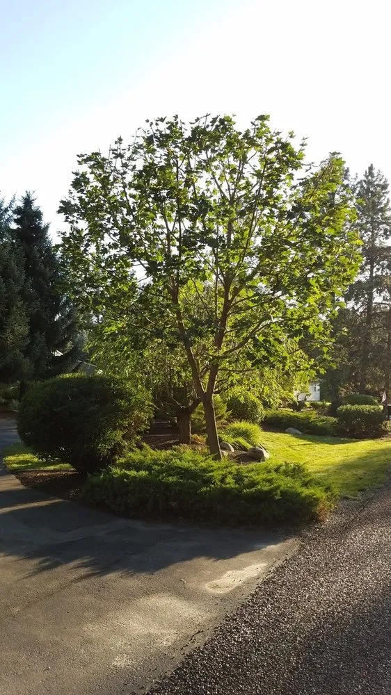 Local lawn care service in Coeur d'Alene, ID - Beauty Tree And Shrub Service