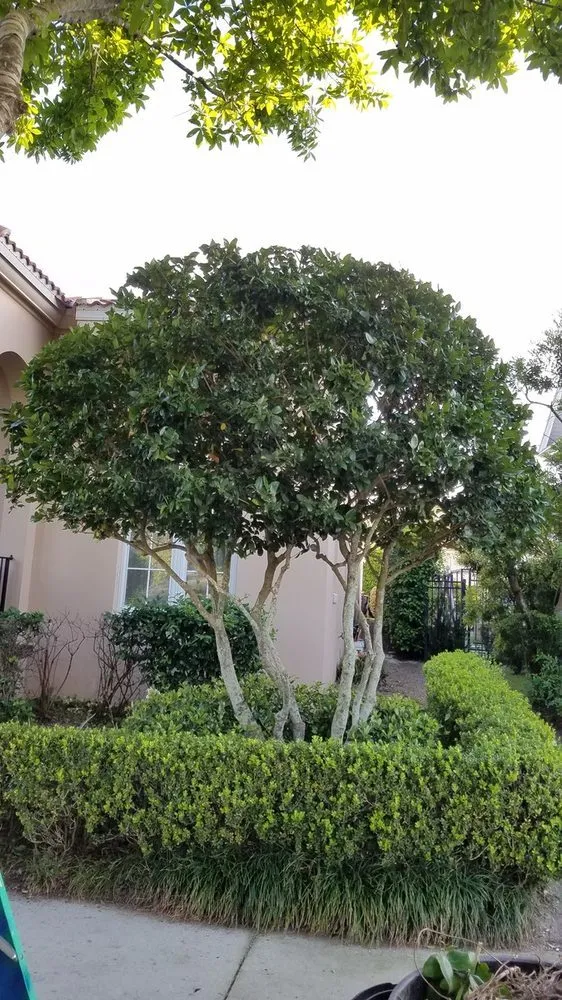 Expert lawn care service for year-round maintenance in Coeur d'Alene, ID by Beauty Tree And Shrub Service