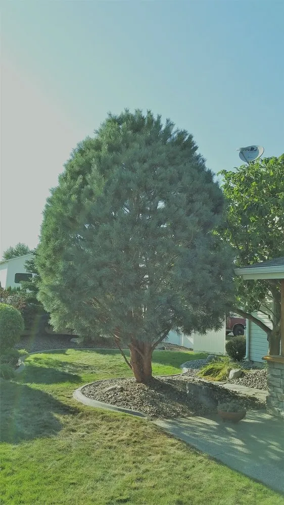 Reliable landscape design in Coeur d'Alene, ID - Beauty Tree And Shrub Service