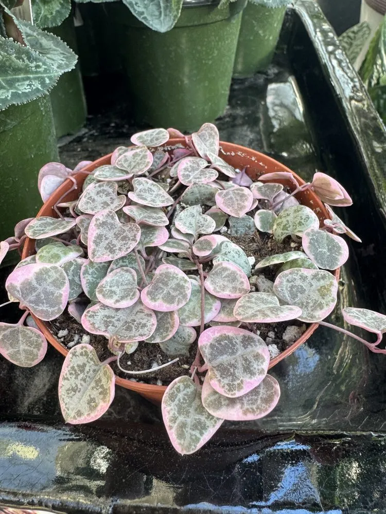 Expert lawn mowing service near you in Richland, WA by Beaver Bark Gift & Garden Center