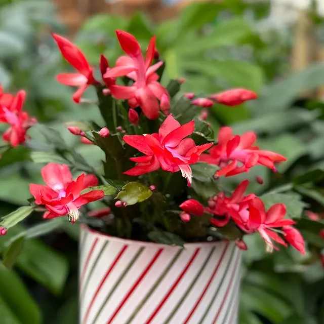 Trusted yard cleanup service in Richland, WA - Beaver Bark Gift & Garden Center