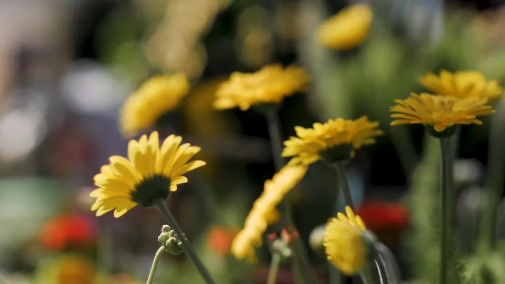 Trusted lawn care service for outdoor upgrades in Richland, WA by Beaver Bark Gift & Garden Center