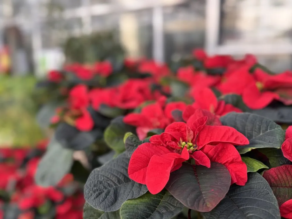 Expert garden landscaping experts serving Richland, WA - Beaver Bark Gift & Garden Center