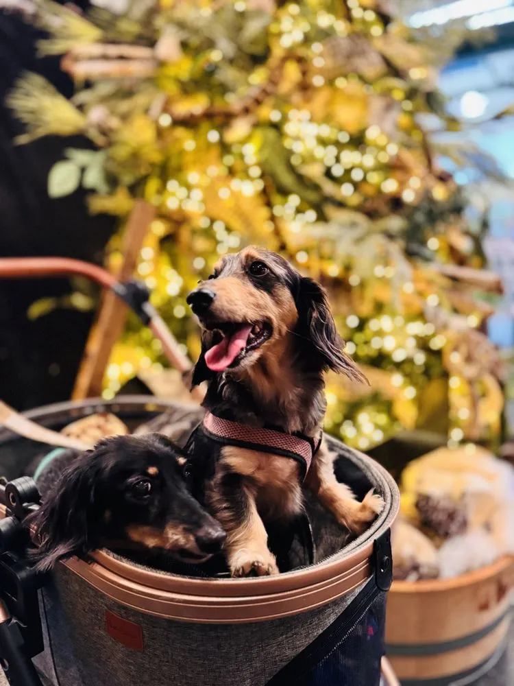 Expert residential landscaping near you in Richland, WA by Beaver Bark Gift & Garden Center