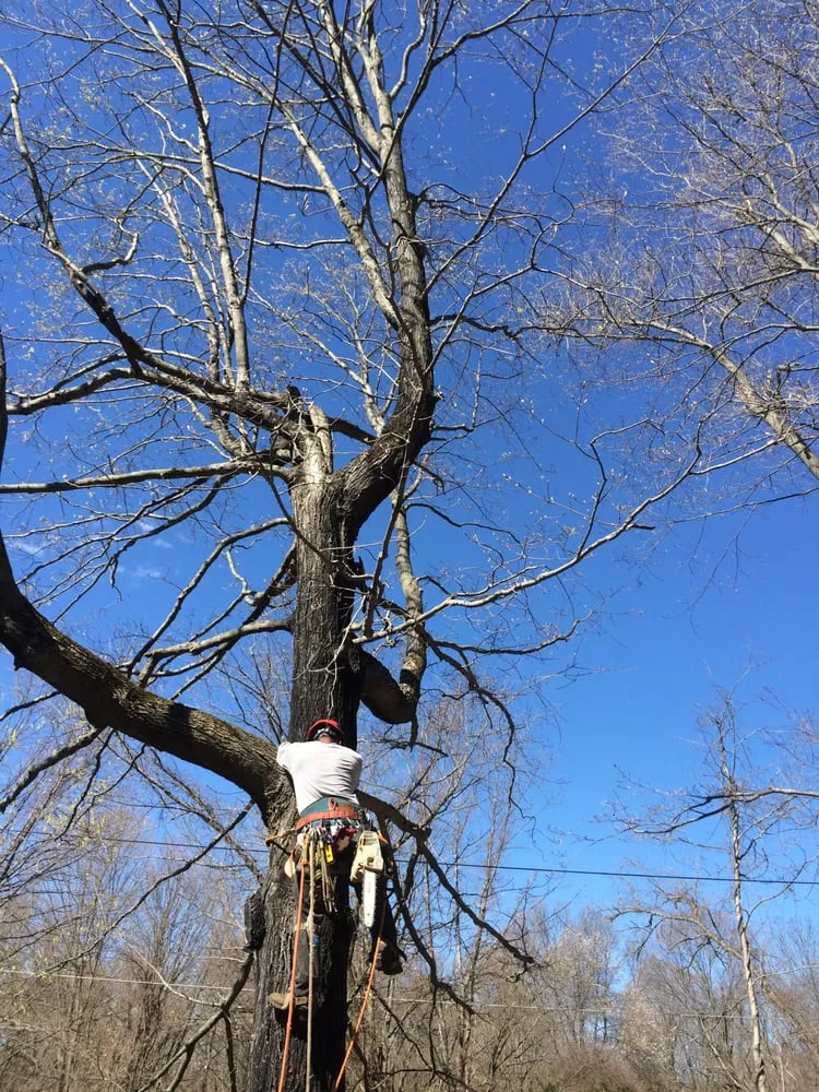 Expert yard maintenance in Danbury, CT - Beaver Brook Tree Service