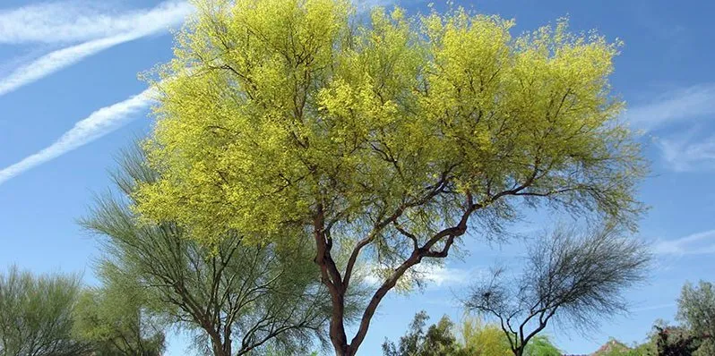 Trusted residential landscaping in Danbury, CT by Beaver Brook Tree Service