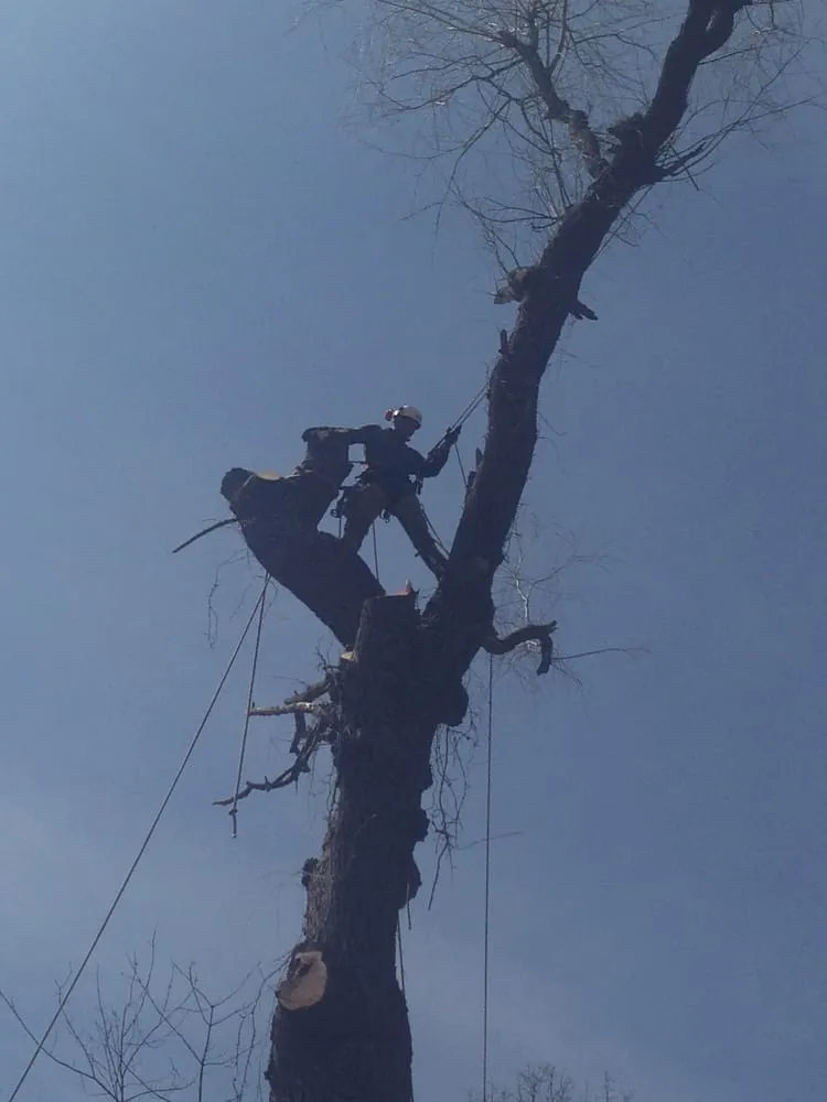 Affordable outdoor landscaping in Danbury, CT by Beaver Brook Tree Service