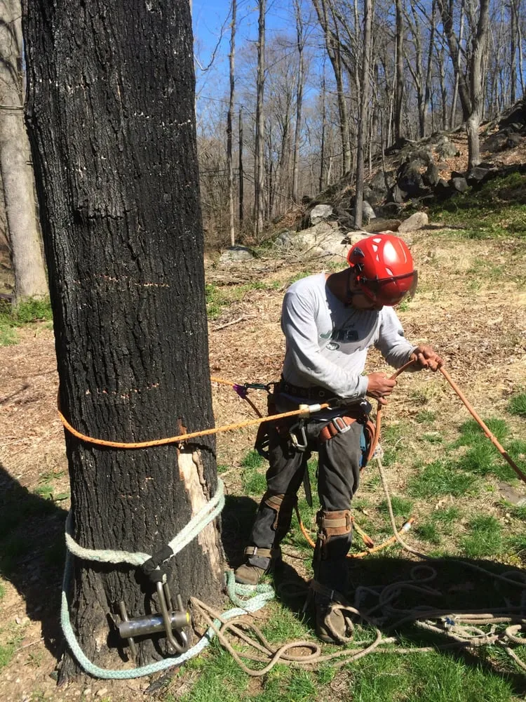 Local yard cleanup service in Danbury, CT - Beaver Brook Tree Service