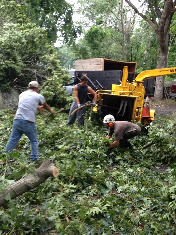 Affordable yard cleanup service in Danbury, CT - Beaver Brook Tree Service