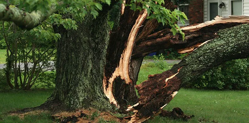 Affordable landscaping services in Danbury, CT by Beaver Brook Tree Service