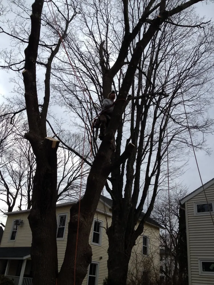 Local lawn care service in Danbury, CT by Beaver Brook Tree Service