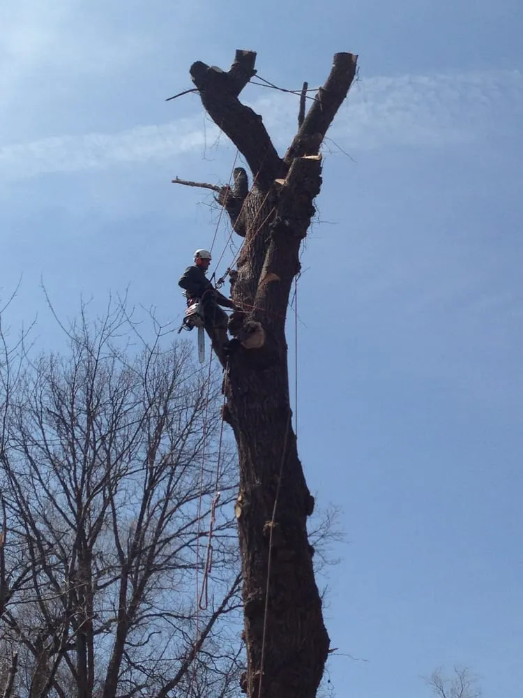 Reliable yard maintenance for year-round maintenance across Danbury, CT - Beaver Brook Tree Service
