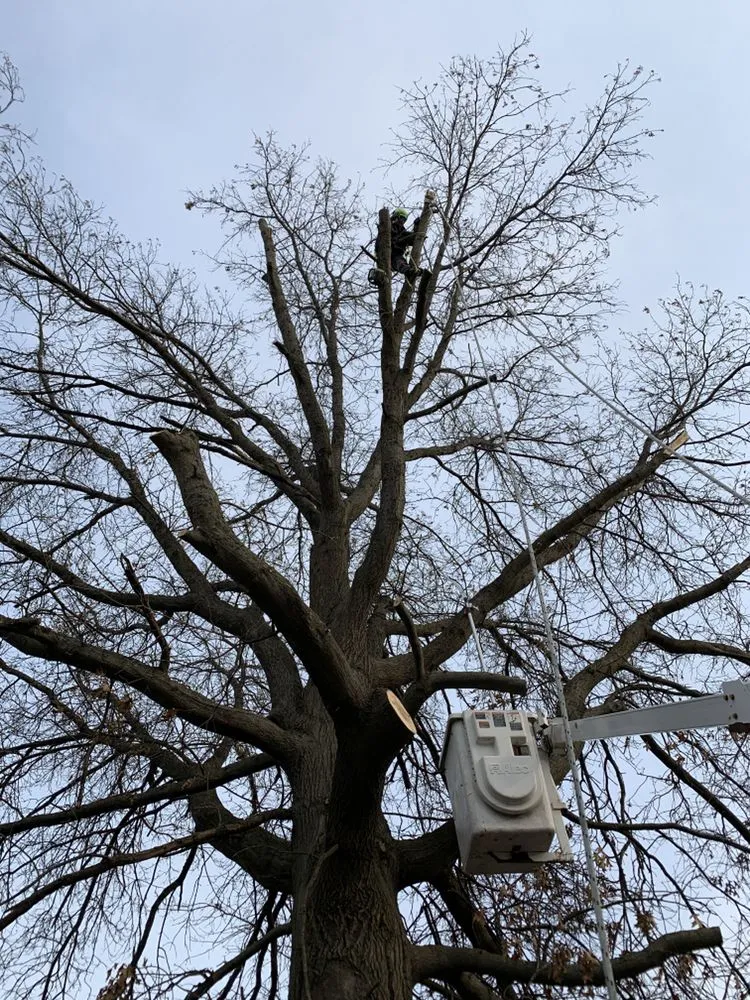 Trusted lawn care service in Sun Prairie, WI by Beaver Bros Tree and Landscaping