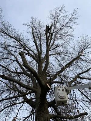 Beaver Bros Tree and Landscaping Logo