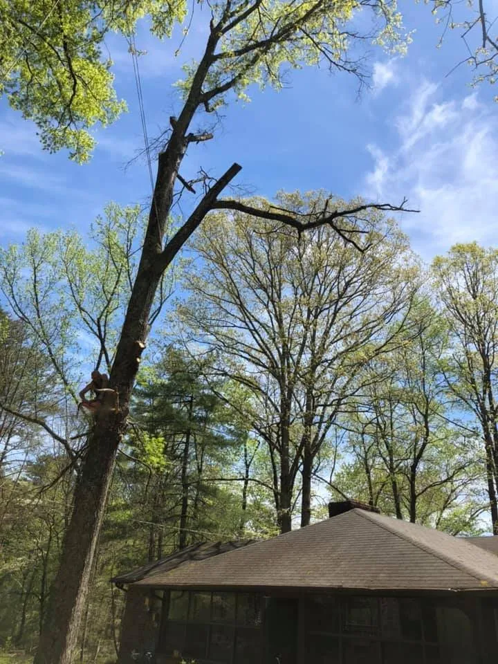 Affordable outdoor landscaping with custom design in Rockwood, TN by Beaver Patrol Tree and Landscaping