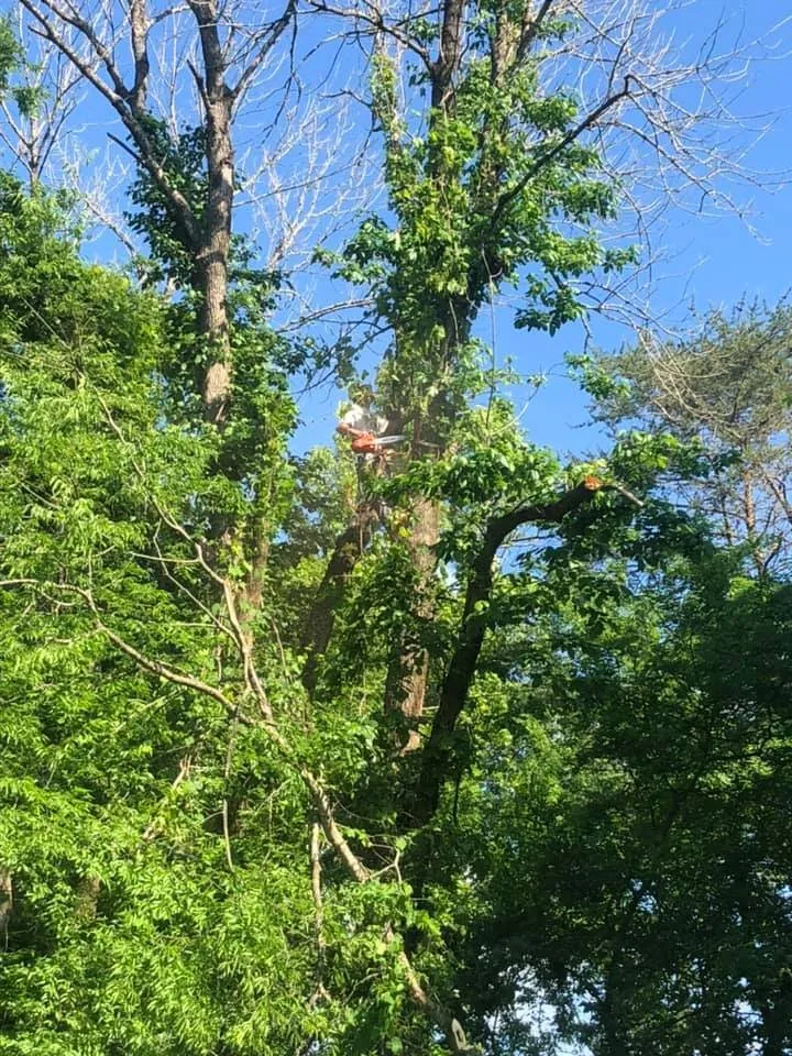 Top-rated lawn care service for residential properties in Rockwood, TN by Beaver Patrol Tree and Landscaping