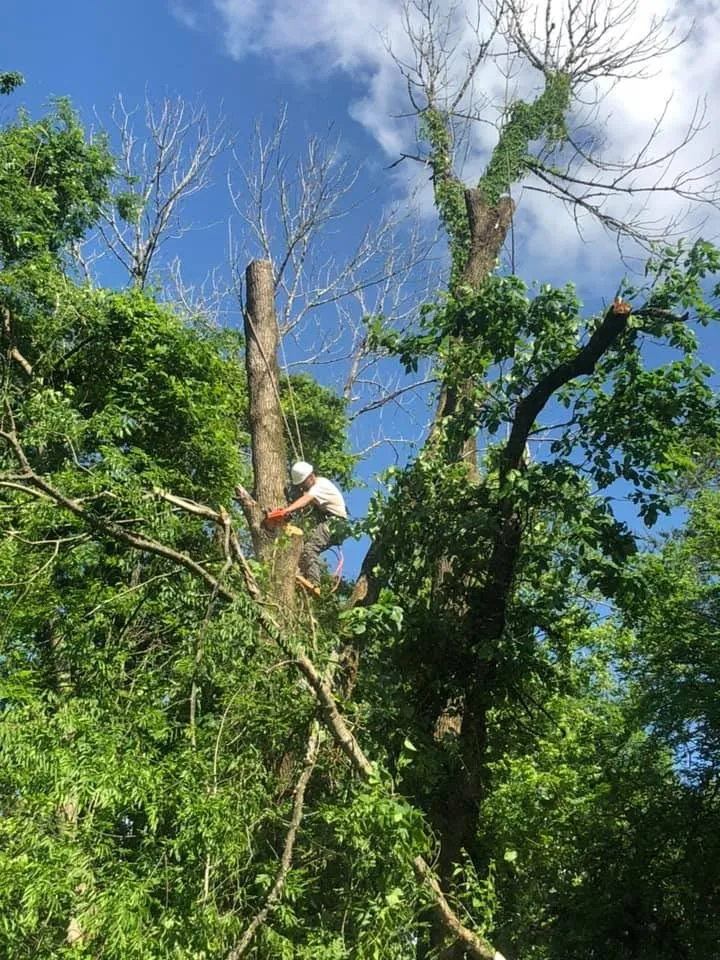 Local yard cleanup service near you in Rockwood, TN by Beaver Patrol Tree and Landscaping