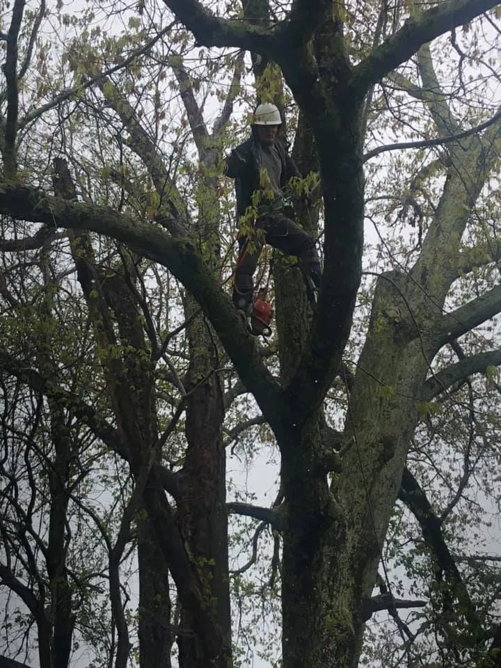 Top-rated yard cleanup service experts serving Rockwood, TN - Beaver Patrol Tree and Landscaping