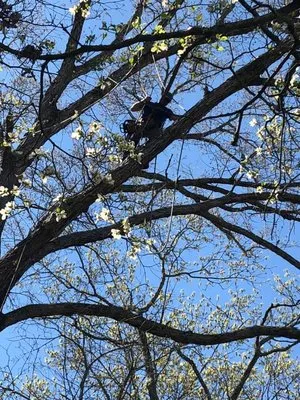 Beaver Patrol Tree and Landscaping