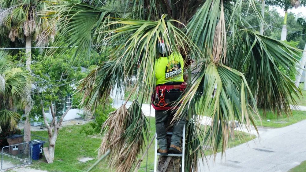 Reliable garden landscaping experts serving Miami, FL - Beaver Stump Grinding