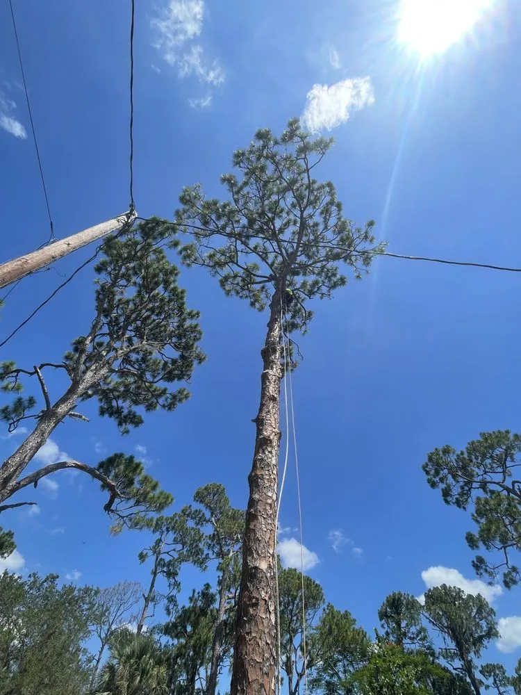 Local yard cleanup service in Miami, FL by Beaver Stump Grinding