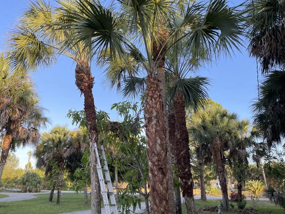 Trusted lawn mowing service with custom design in Miami, FL by Beaver Stump Grinding