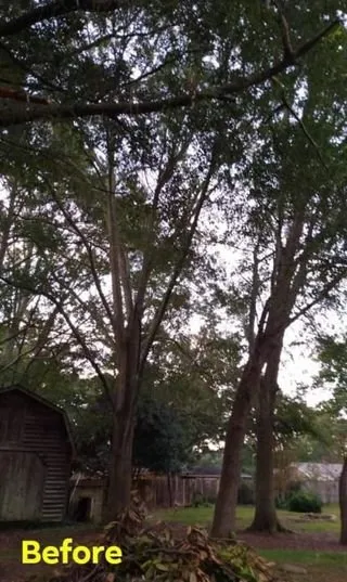 Local residential landscaping experts serving Carrollton, GA - Beaver Tree Service