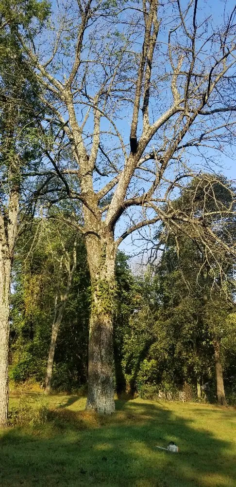 Top-rated lawn mowing service for year-round maintenance in Front Royal, VA by Beaver Tree Service