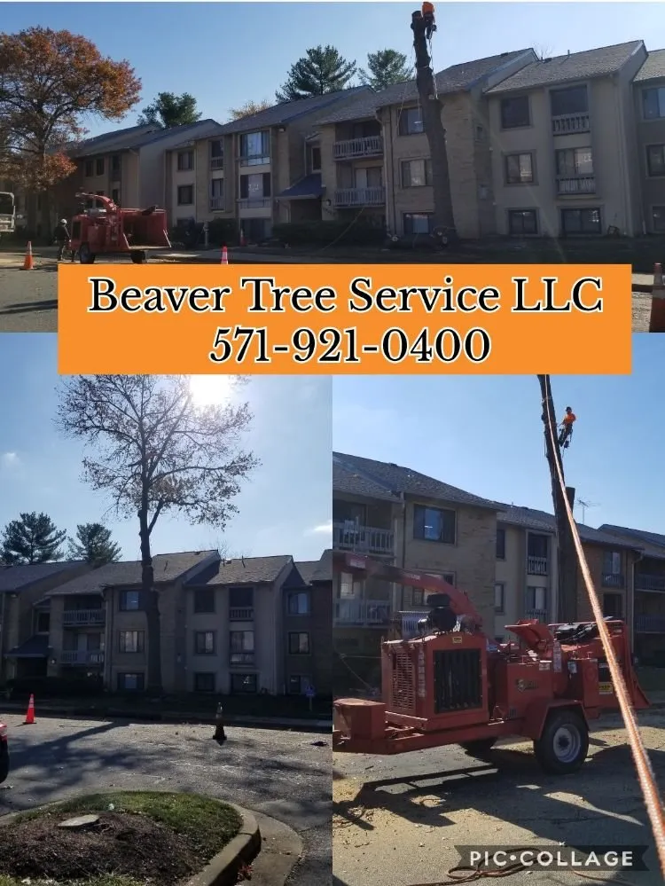 Affordable lawn care service in Front Royal, VA by Beaver Tree Service