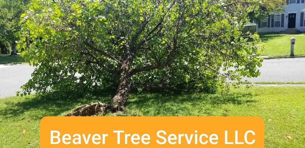 Custom lawn mowing service experts serving Front Royal, VA - Beaver Tree Service
